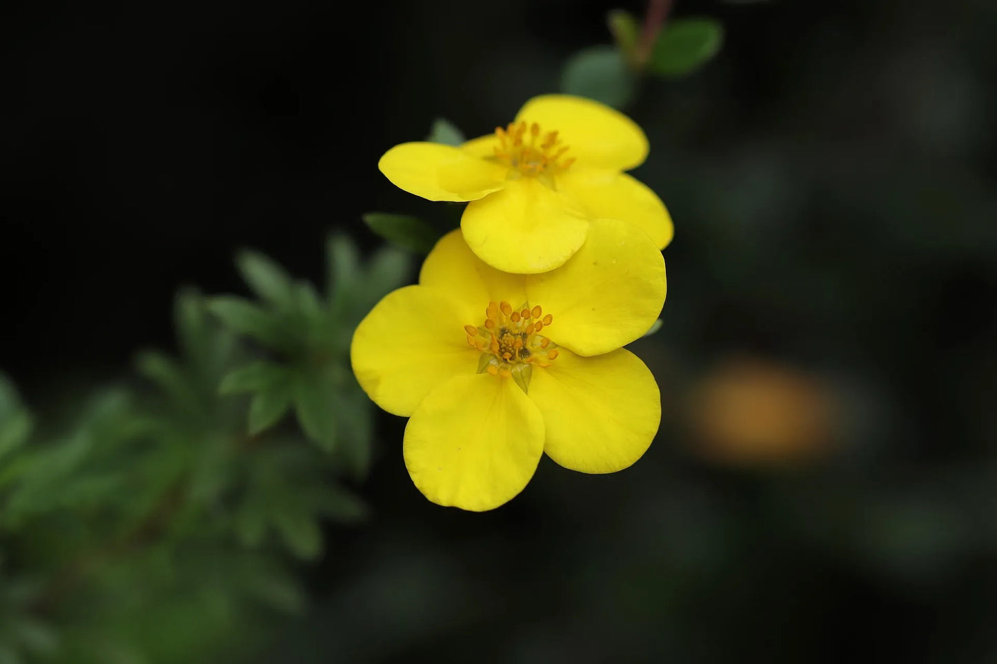 Plant potentille potentilla verna Godet 9 cm
