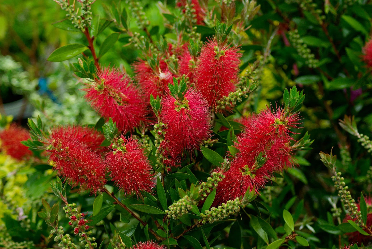 Plant rince-bouteille callistemon acuminatus Godet 9 cm