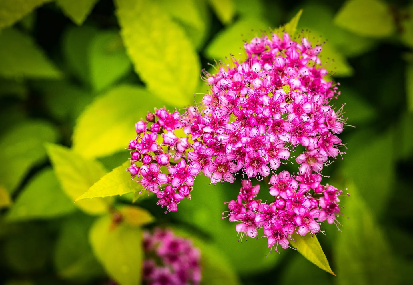 Plant spirée spiraea thunbergii Godet 9 cm