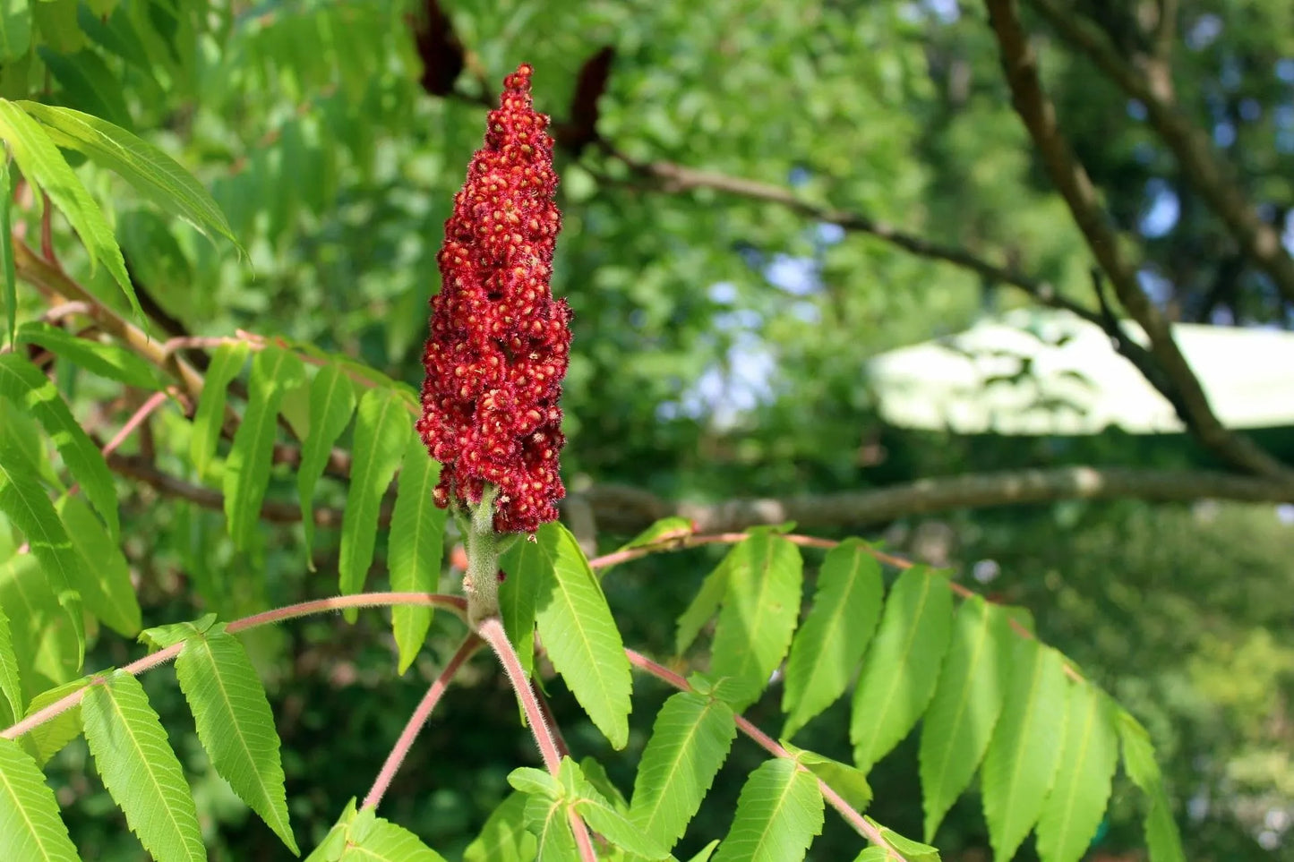 Plant sumac rhus chinensis Godet 9 cm