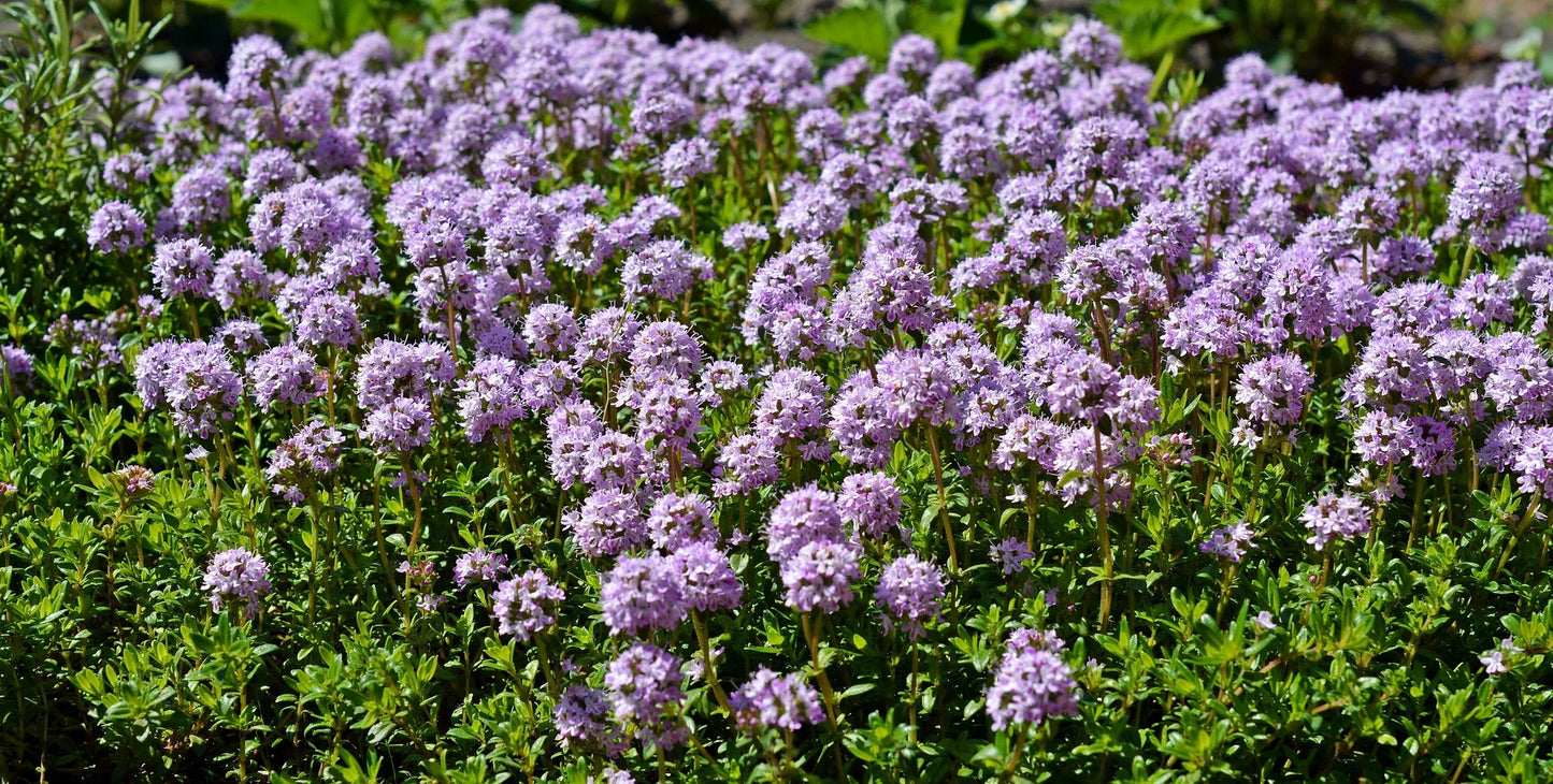 Plant thymbra capitata Godet 9 cm