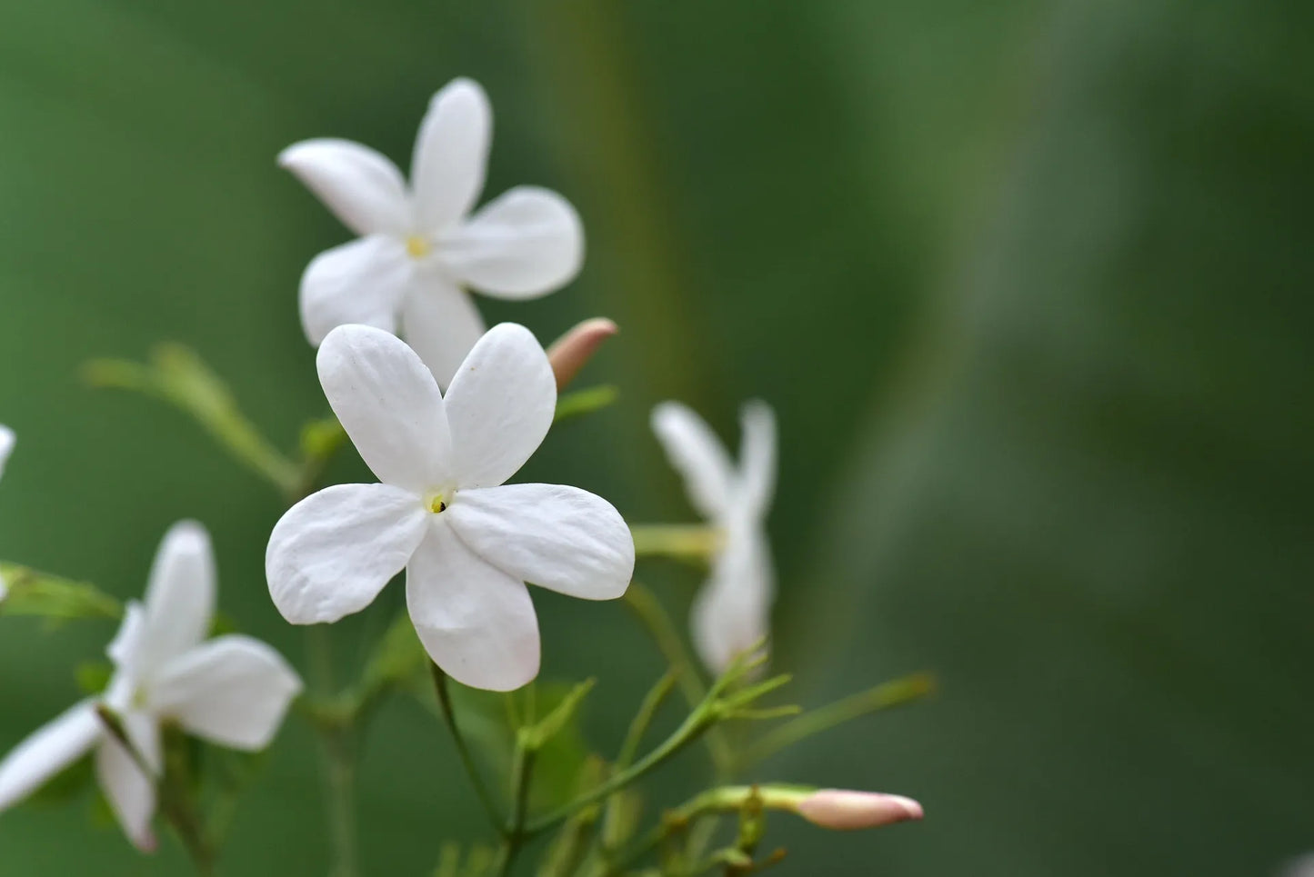 Plant faux jasmin trachelospermum jasminoides Godet 9 cm