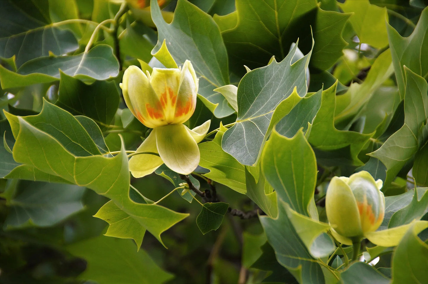 Plant tulipier de virginie liriodendron tulipifera Godet 9x9x13