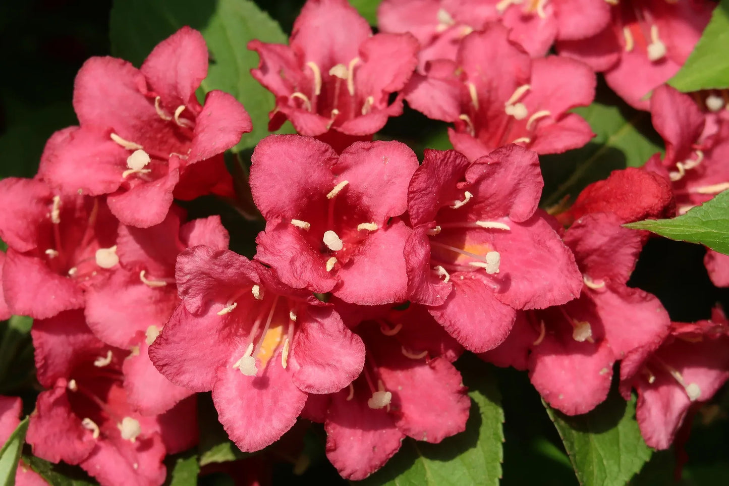 Plant weigéla weigela CandidaGodet 9 cm