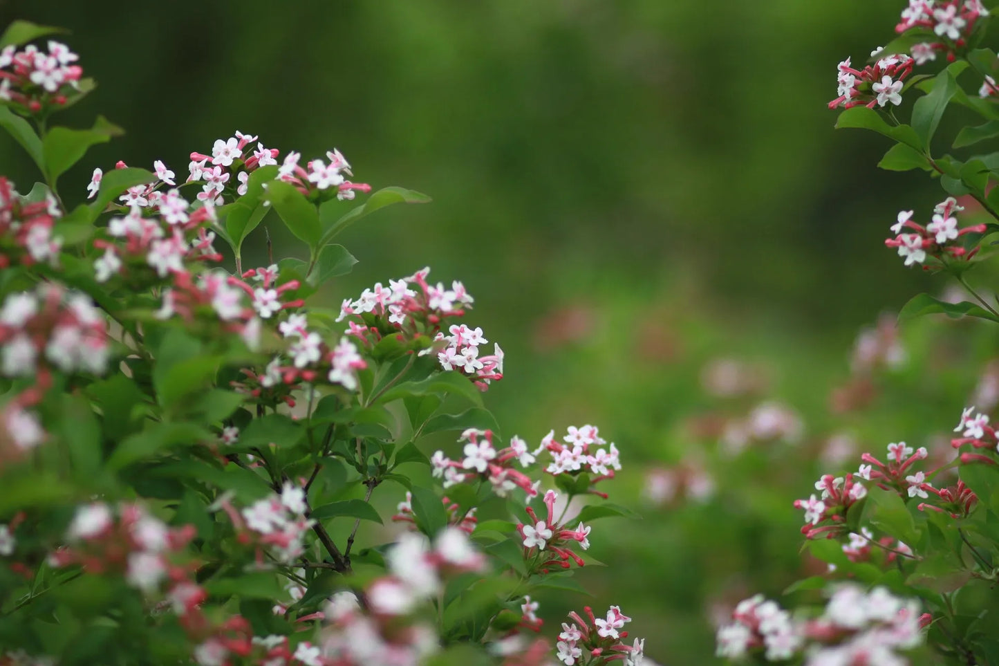 Plant abélia abelia uniflora Godet 9 cm