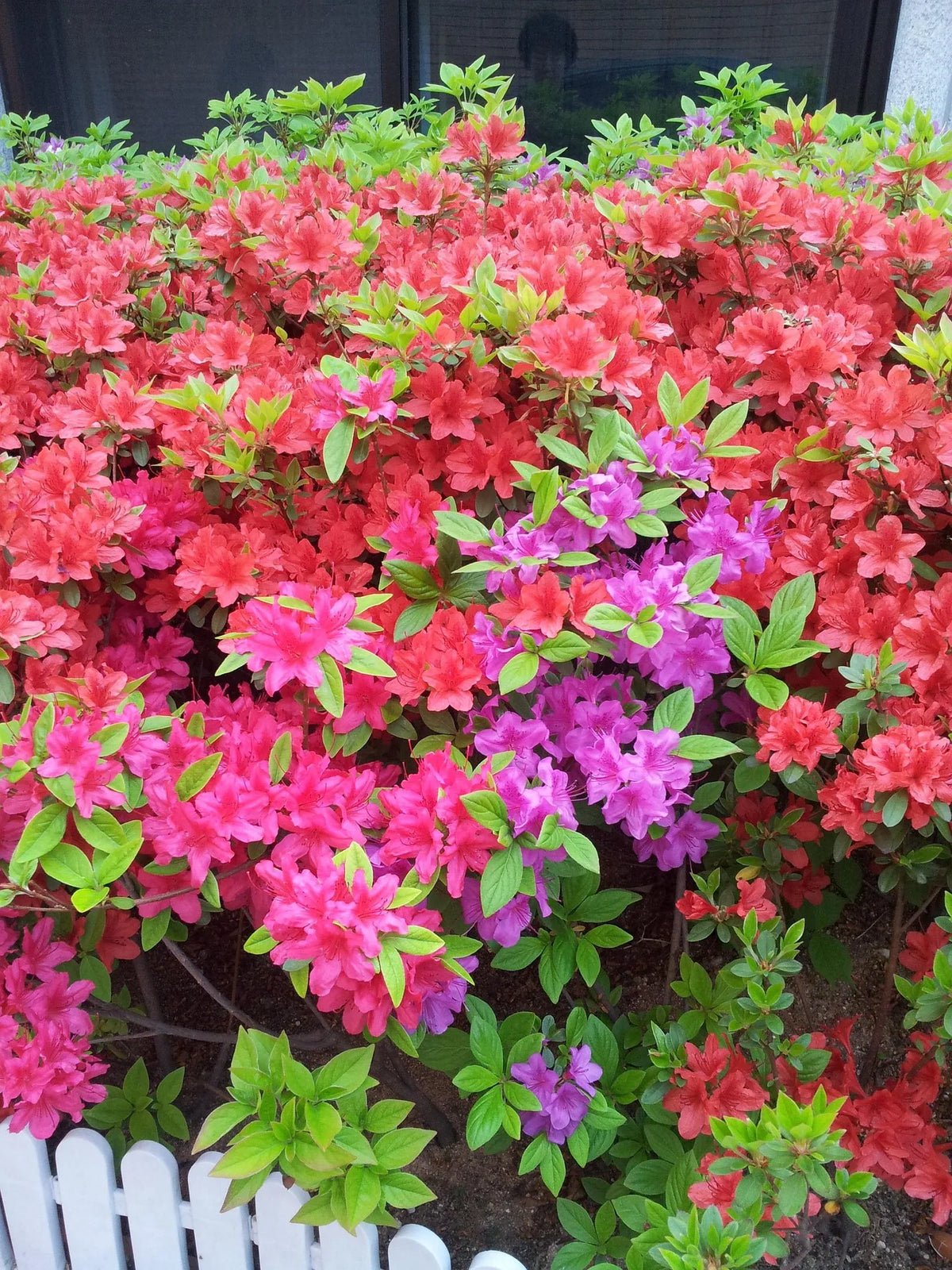plant azalée (azalea sakata red) godet 9 cm