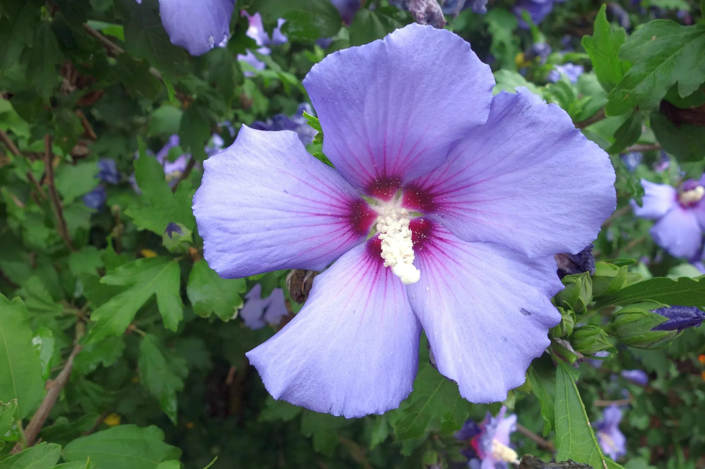 Plant hibiscus syriacus MarinaGodet 9x9x13