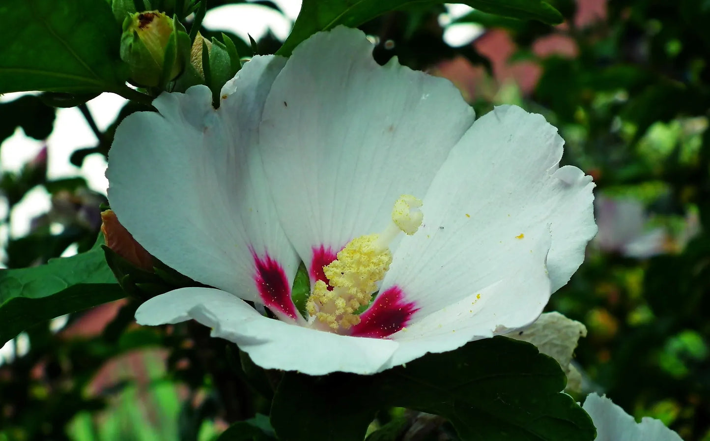Plant hibiscus syriacus MarinaGodet 9x9x13