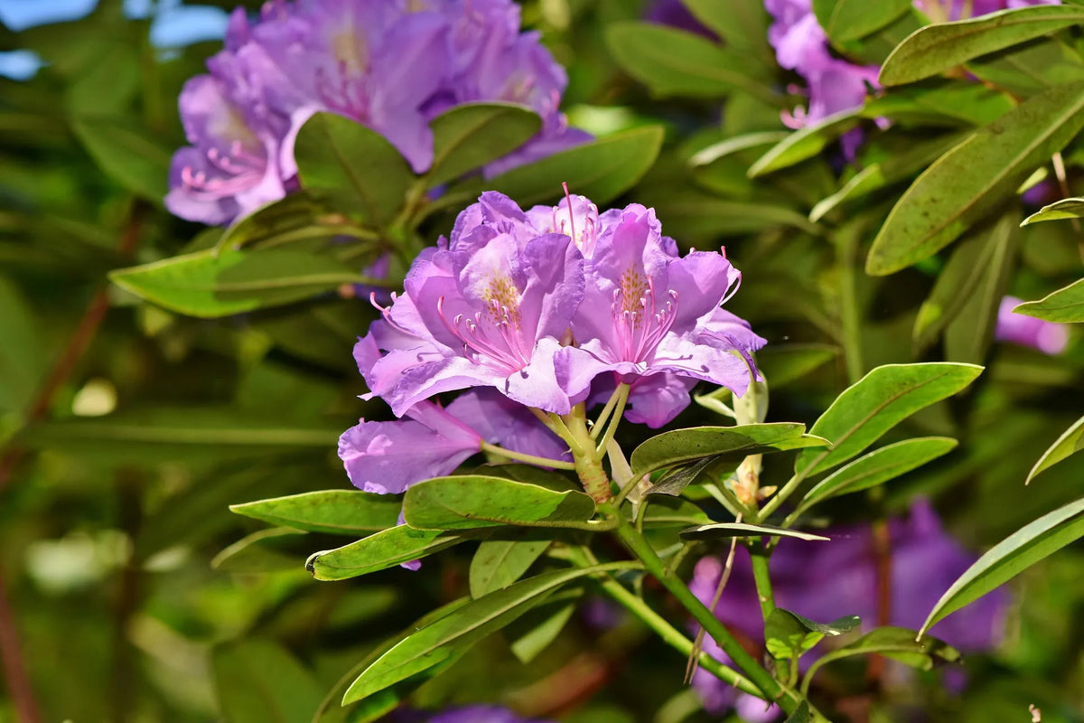 plant rhododendron (rhododendron ponticum roseum) pot 1l