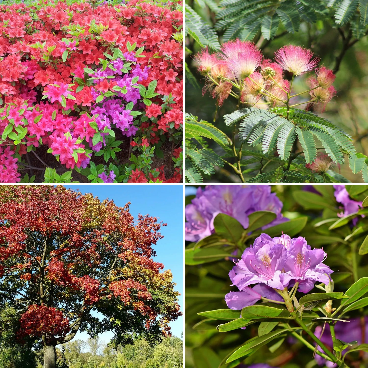Arbres & Sujets d'exception