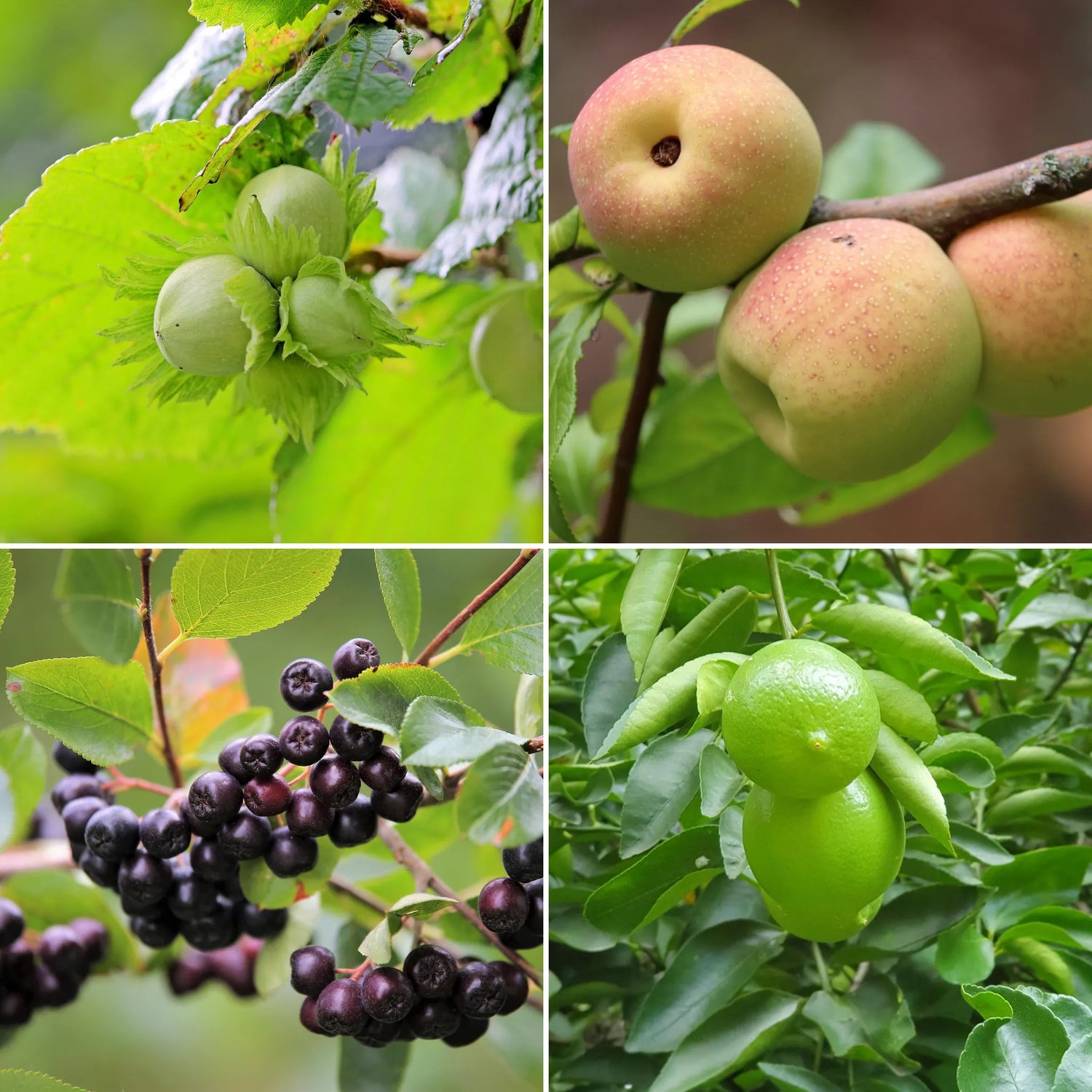 Fruitiers & Production
