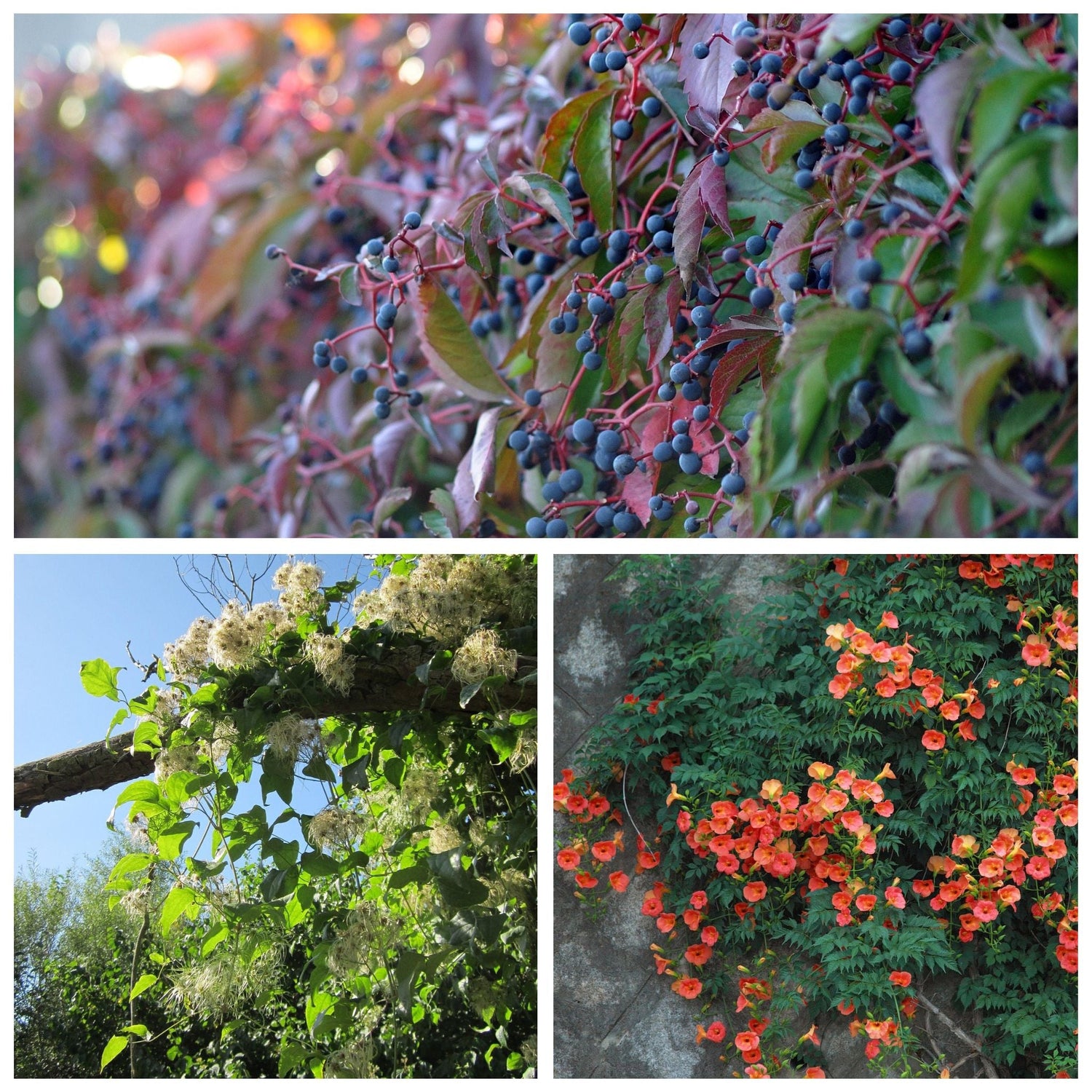 Plantes grimpantes