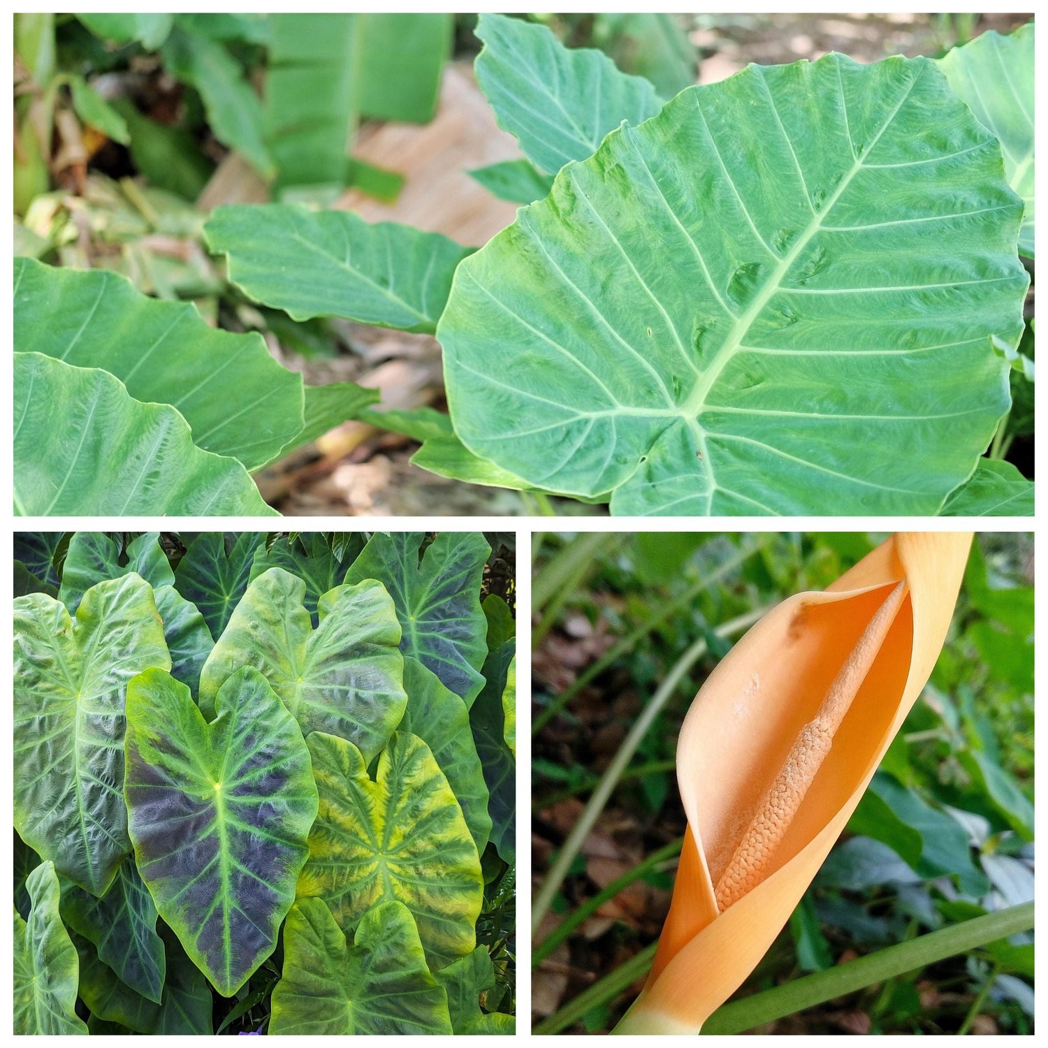 Plantes Aquatiques & Plantes de Berge