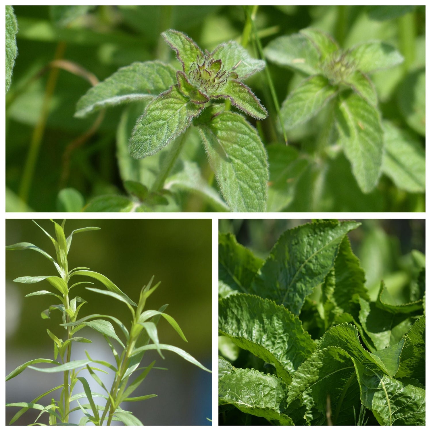 Plantes Aromatiques & Utiles