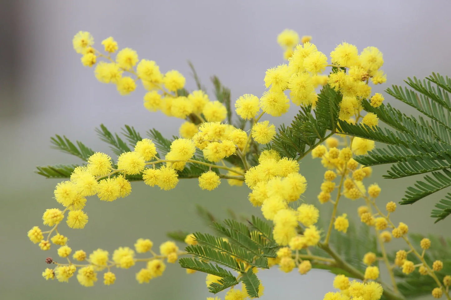 Plant acacia, mimosa acacia retinodes Godet 9 cm
