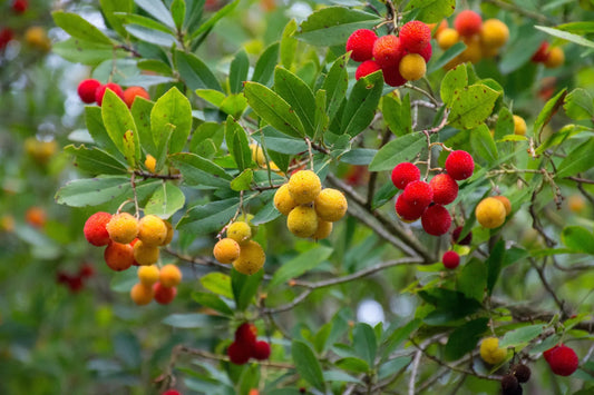 Plant arbousier arbutus unedo MERCURIUS® 'Bocarm'Godet 9 cm