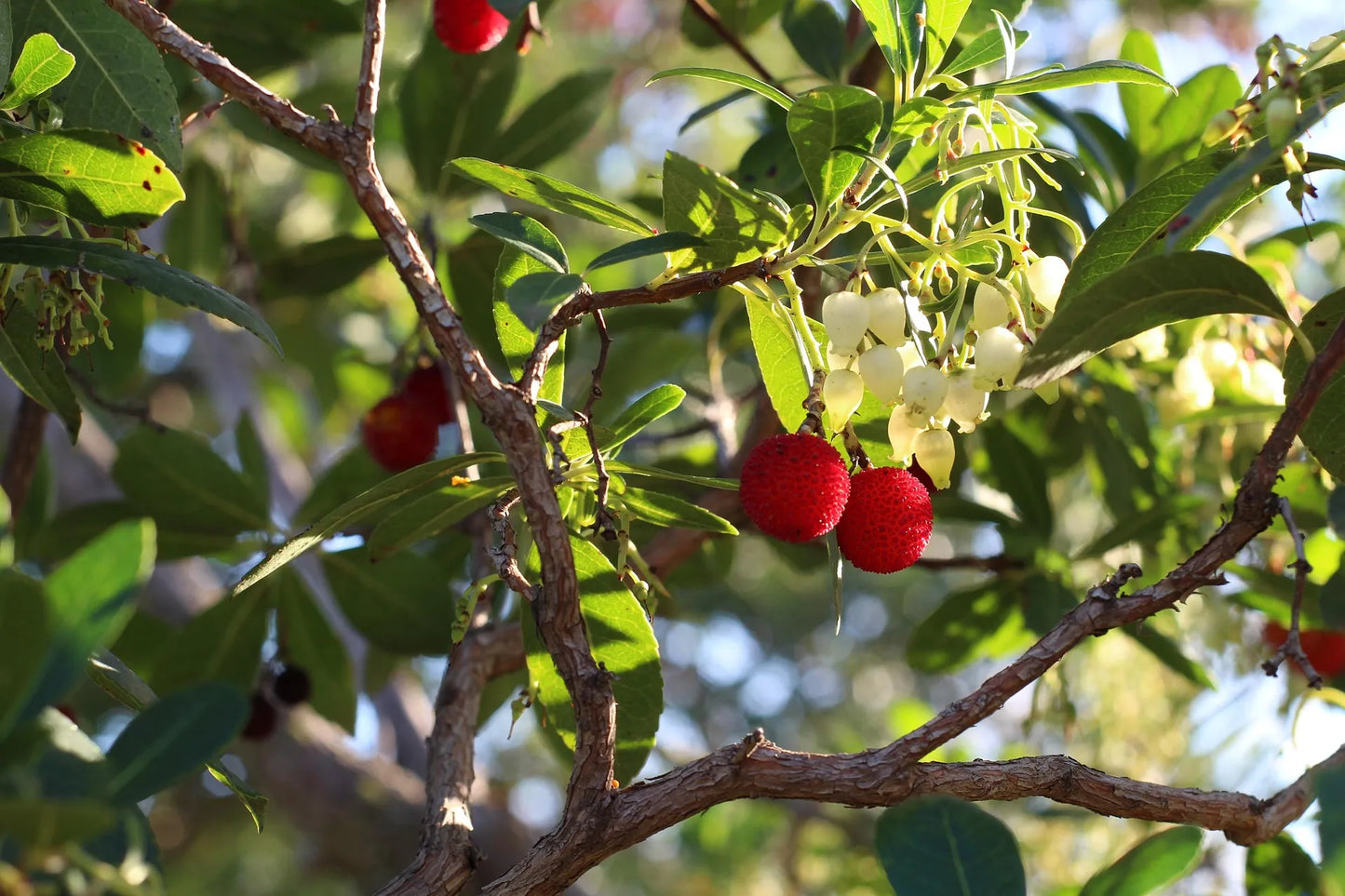 Plant arbousier arbutus unedo MERCURIUS® 'Bocarm'Godet 9 cm