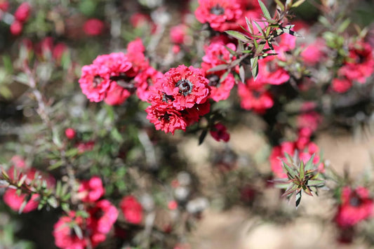 Plant arbre à thé leptospermum scoparium Snow FlurryGodet 9 cm