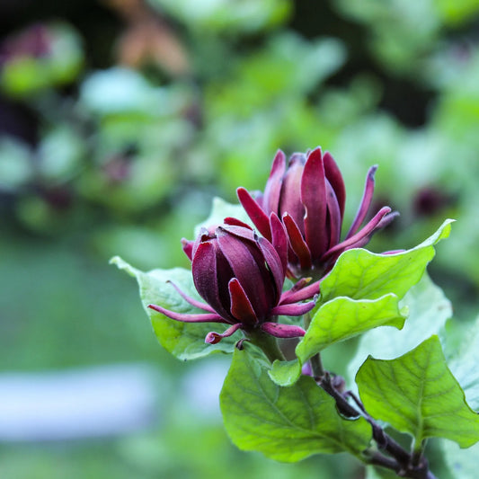 Plant arbre aux anémones calycanthus chinensis Godet 9 cm