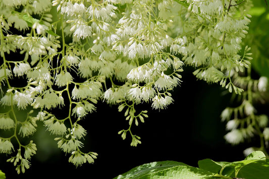 plant pterostyrax (pterostyrax leveillei) godet 9 cm