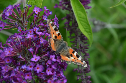 Plant arbre aux papillons, buddleia buddleja alternifolia Godet 9 cm