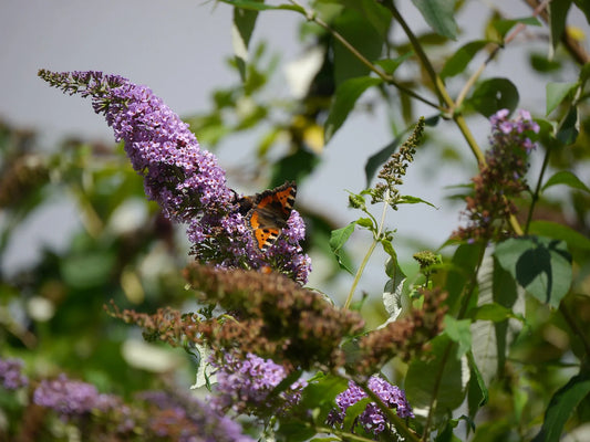 Plant arbre aux papillons, buddleia buddleja davidii FREE PETITE® LAVENDER FLOW 'Podaras#12'Godet 9 cm