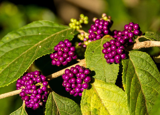 Plant arbuste aux bonbons callicarpa dichotoma IssaiGodet 9 cm