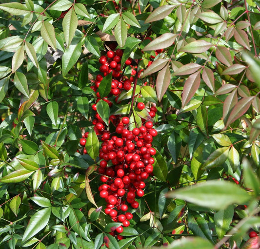 Plant bambou sacré nandina domestica RED LIGHT® 'NRL2015'Godet 9 cm