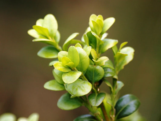 Plant myrsine africana Godet 9 cm
