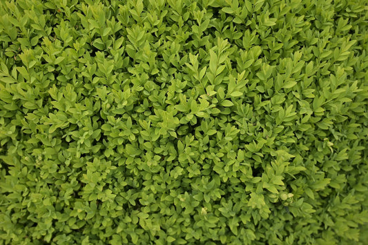 Plant buis buxus sempervirens ChâteauGodet 9 cm