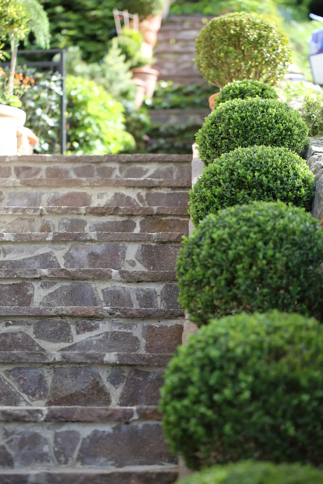 Plant buis buxus sempervirens Godet 9 cm