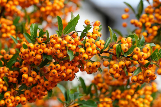 Plant buisson ardent pyracantha Golden CharmerGodet 9 cm