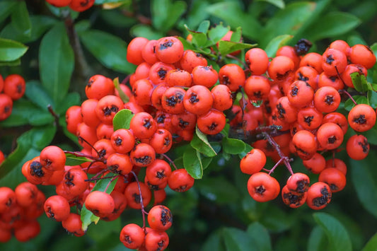 Plant buisson ardent pyracantha coccinea Red ColumnGodet 9 cm
