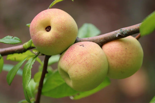 plant cognassier du japon (chaenomeles x superba pink lady) godet 9 cm