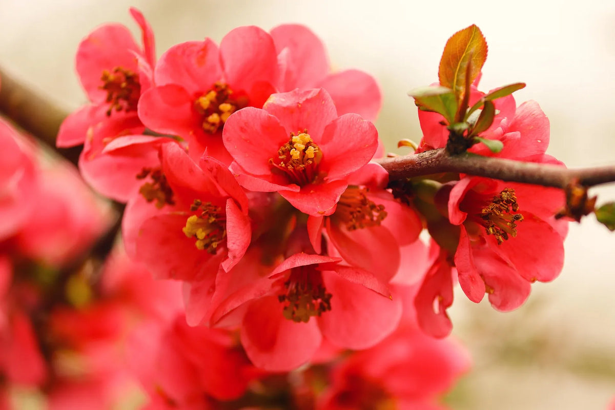 plant cognassier du japon (chaenomeles x superba pink lady) godet 9 cm