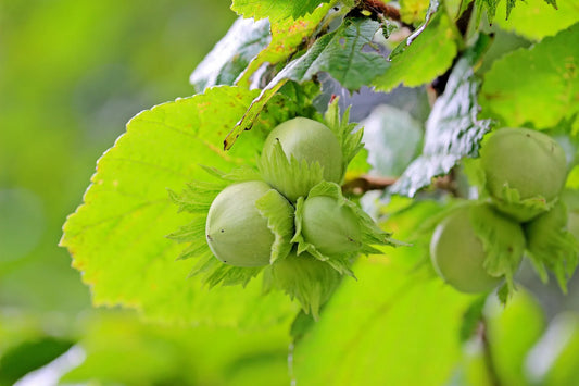 Plant noisetier corylus avellana ContortaPot diam 14cm