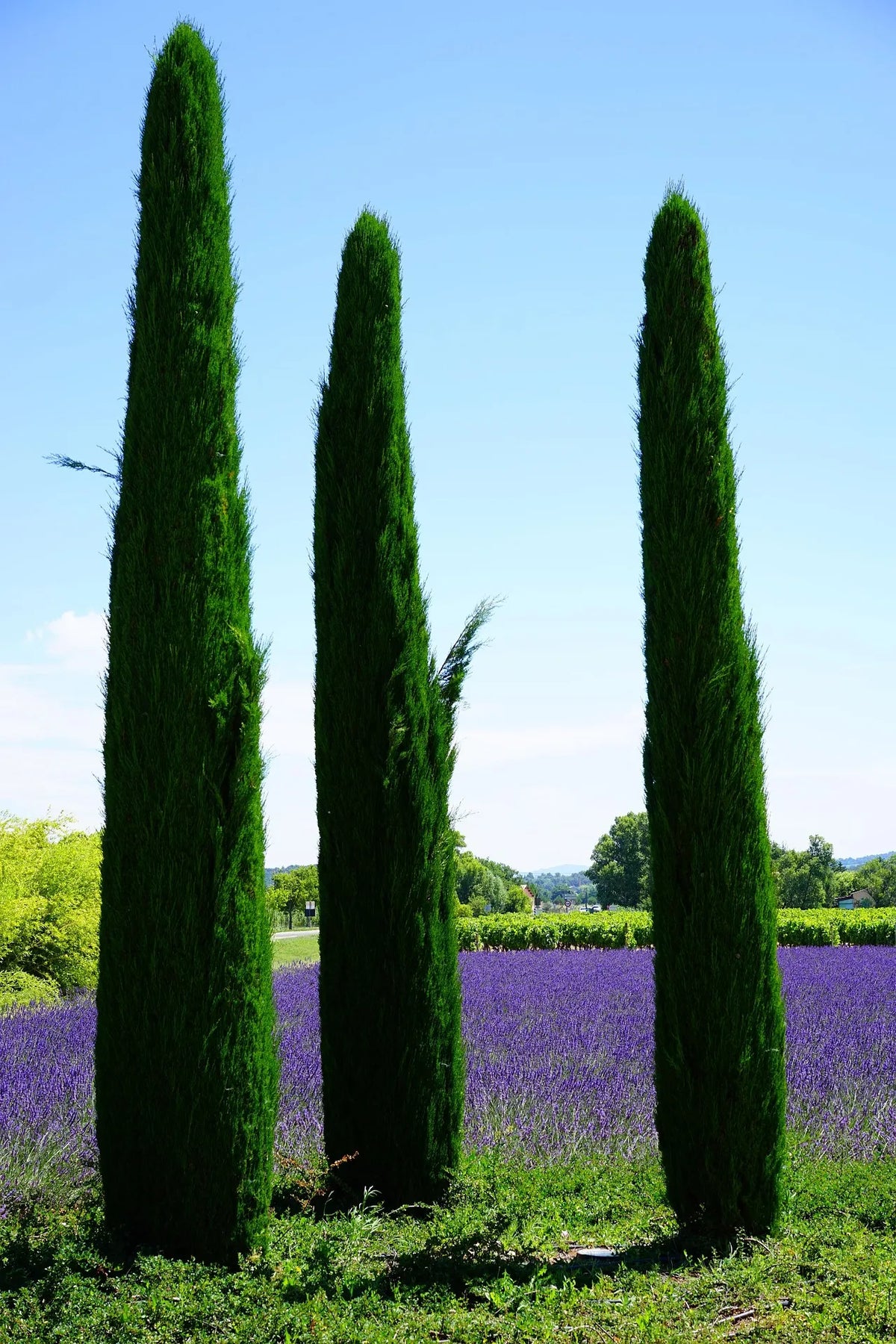 plant cyprès (cupressus sempervirens totem) godet 9 cm