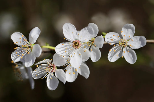 Plant cerisier, prunier prunus maackii Amber BeautyGodet 9 cm