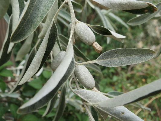 Plant chalef elaeagnus x ebbingei Gilt EdgeGodet 9 cm