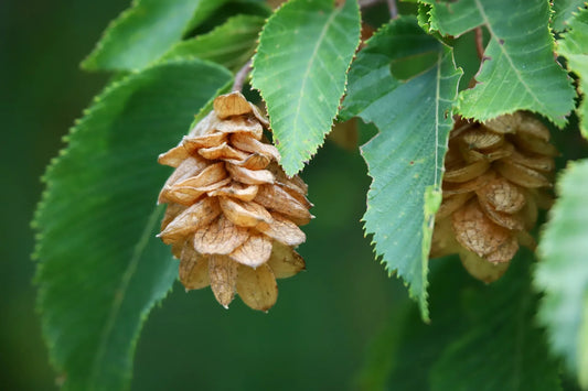 Plant charme-houblon ostrya carpinifolia Godet 9x9x13