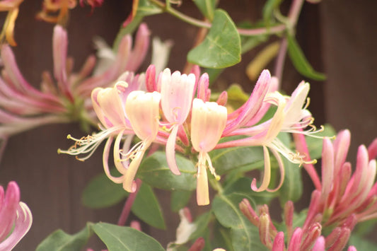 Plant chèvrefeuille lonicera acuminata Copper BeautyGodet 9 cm