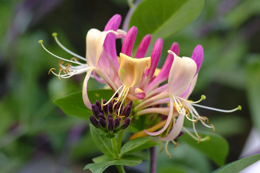 Plant chèvrefeuille lonicera japonica Dart's AcumenGodet 9 cm