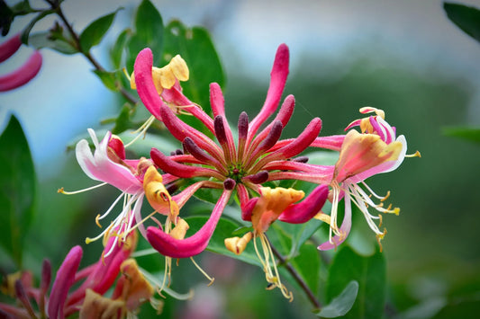 Plant chèvrefeuille lonicera periclymenum Graham ThomasGodet 9 cm