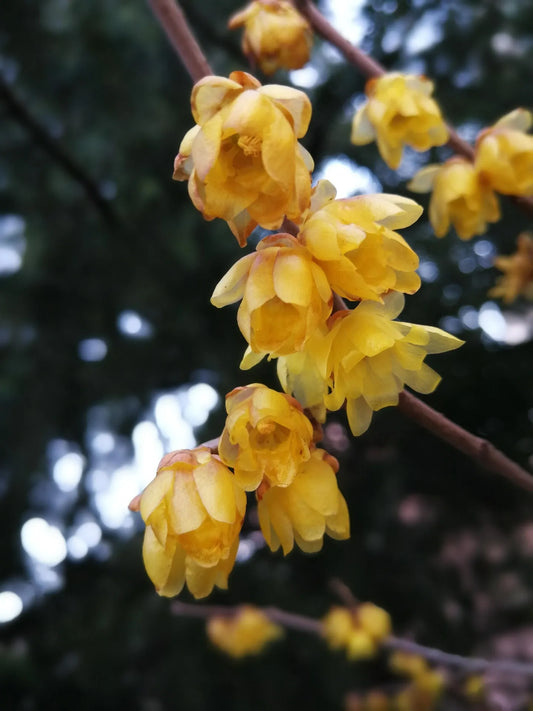 Plant chimonanthe chimonanthus praecox Godet 9 cm