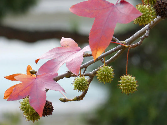 Plant copalme d'amérique liquidambar styraciflua RotundilobaGodet 9 cm