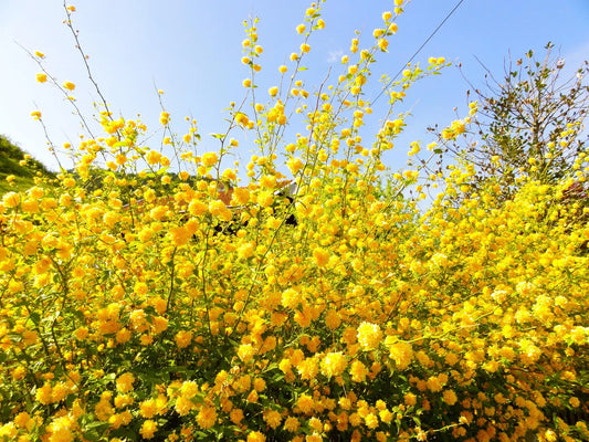 Plant kerria, corète du japon kerria japonica Golden GuineaGodet 9 cm