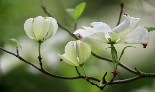 Plant cornouiller cornus sericea KelseyiGodet 9 cm
