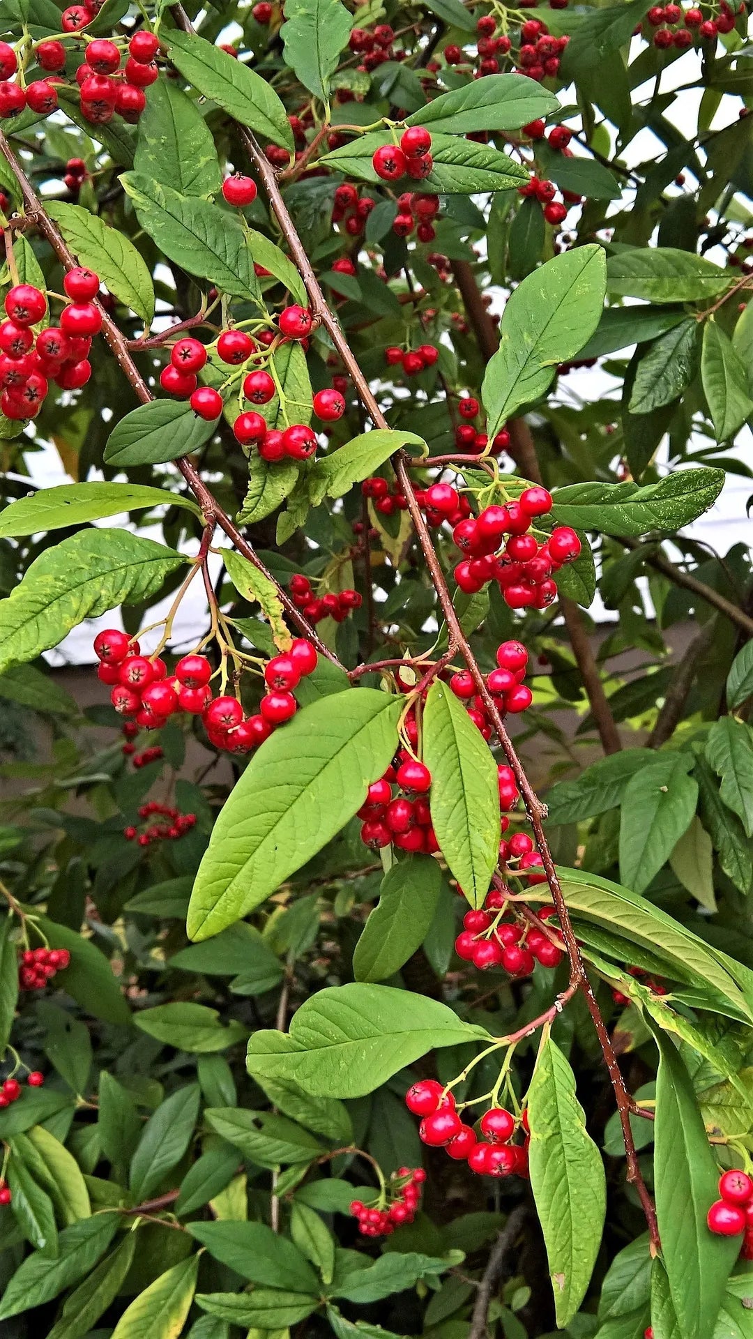 Plant cotonéaster cotoneaster lacteus Godet 9 cm