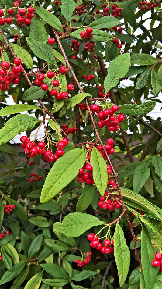 Plant cotonéaster cotoneaster franchetii Godet 9 cm