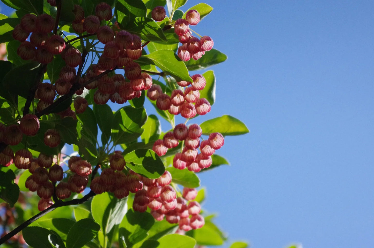 Plant enkianthe enkianthus campanulatus Red BellsGodet 9 cm